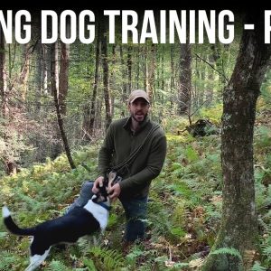 Hunting Dog Training - Part 2