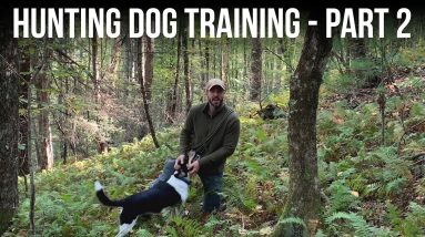Hunting Dog Training - Part 2
