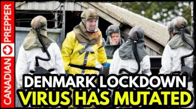 Mutated Virus Infecting Humans: Millions of Mink Culled/ Lockdown