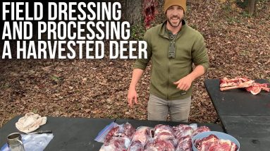 Field Dressing and Processing a Harvested Deer