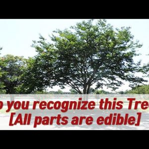 The Only Tree Every Prepper Should Grow in His Own Backyard l The Lost Book of Remedies Review