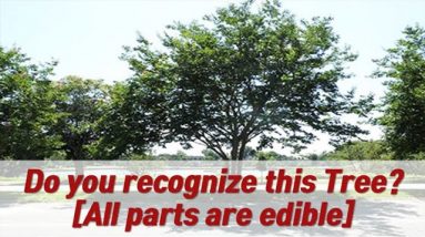 The Only Tree Every Prepper Should Grow in His Own Backyard l The Lost Book of Remedies Review