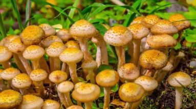 The Lost Ways Review  - The Lost Ways 2 Review - Best survival Herbs you can grow