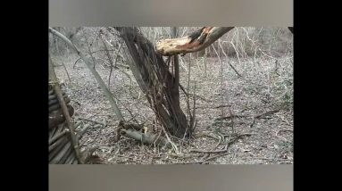 My Survival Shelter (part 2)