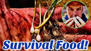 Survival Food - How to Find and Harvest the Easiest Wild Food! - Wild Onion!