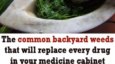 Herbal Remedy - The Only Tree Every Prepper Should Grow in His Own Backyard