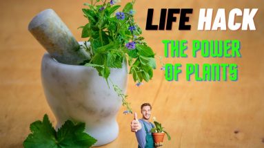 Life Hack: The Lost Book of Herbal Remedies 🌱 #Shorts