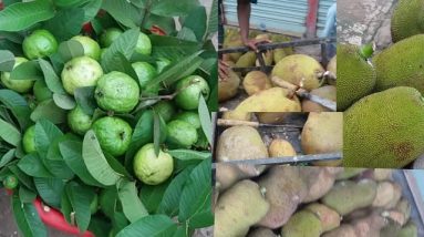 Survival Food: Finding healthy food meet natural jackfruit & Fresh Guava fruit in my village