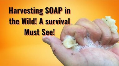 Harvesting Soap in the Wild!! A survival MUST see.