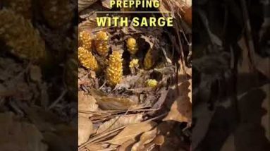 Survival Food: Bear Corn Squaw Root #shorts #bearcorn #squawroot