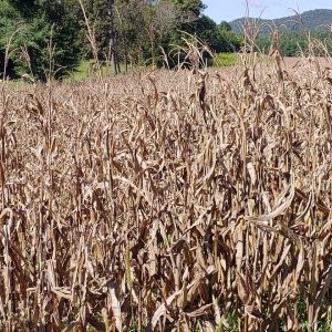 Man Made Food Shortages~SHTF~Economic Collapse~Prep-Prepping-Prepping 2021