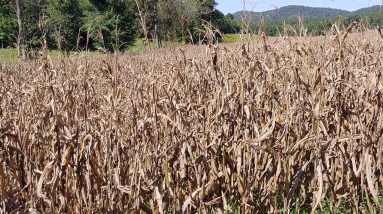 Man Made Food Shortages~SHTF~Economic Collapse~Prep-Prepping-Prepping 2021