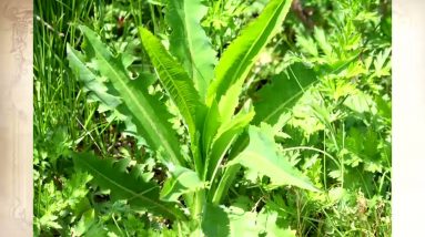 Best Survival Book The Lost Ways - Claude Davis- Review 2021