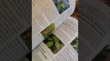 The Lost Book of Herbal Remedies 1