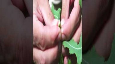 The Lost Ways Survival Book (01)