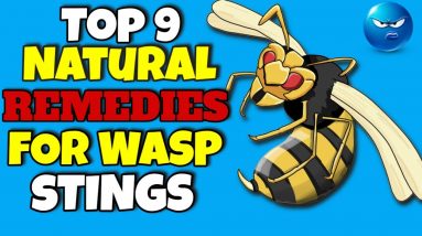 Top 9 Natural Remedies for Wasp Stings You Need To Know 💢