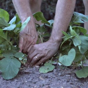 Survival Food Supply: Keep it EASY with SIMPLE Row Gardening! (No Irrigation, Minimal Fertilizer!)