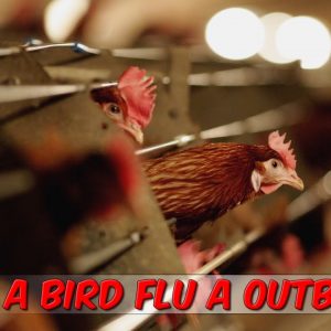 A Bird Flu Outbreak?