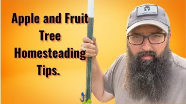 Apple and fruit tree homestead tips.