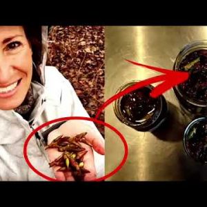 The Lost Book Of Herbal Remedies