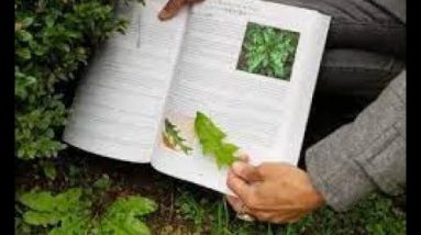 The Lost Book of Herbal Remedies: Introduction Part 1