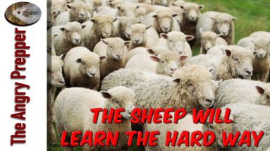 The Sheep Will Learn The Hard Way