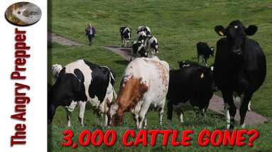 3,000 Cattle Gone?
