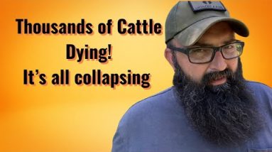 Thousands of Cattle Dying while Food Plants Shutting Down!