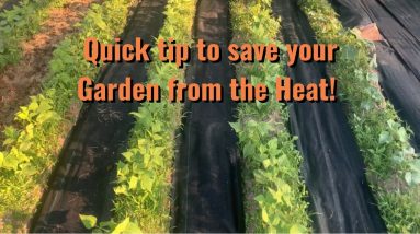 Quick tip to save your garden from the Heat!
