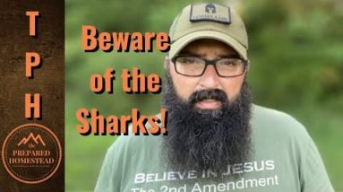 Beware of the Sharks