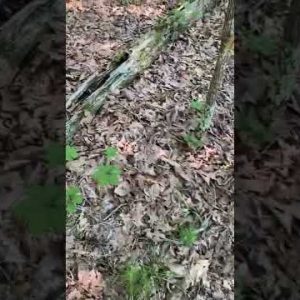 Picking Chanterelle Mushrooms!