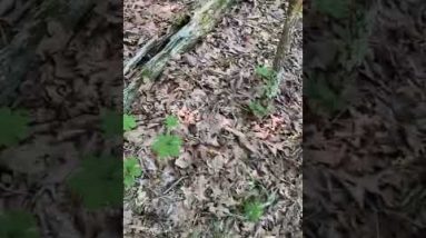 Picking Chanterelle Mushrooms!