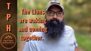 The lions are waking and coming together.